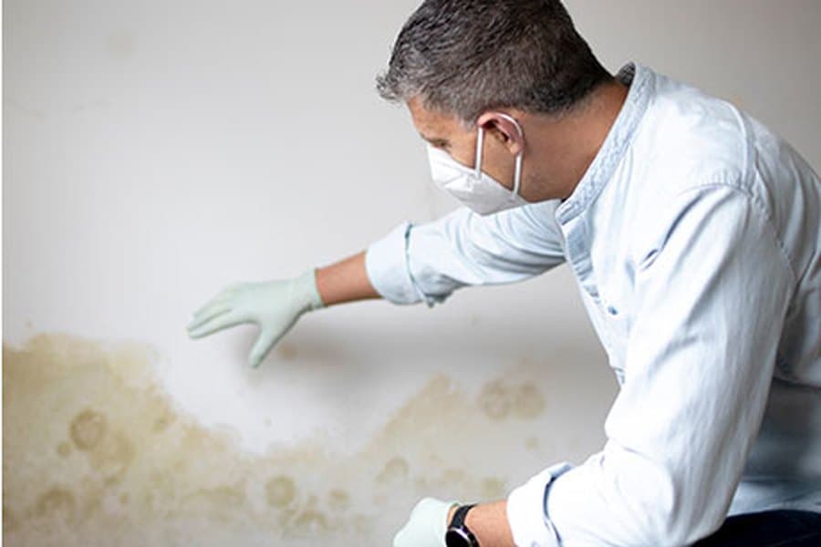 Mold Inspection